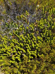 Veronica masoniae
