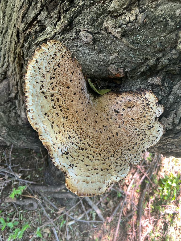 Dryad's Saddle · May 2026 · photo: Photo: (c) GobyHunter, some rights reserved (CC BY) · iNaturalist