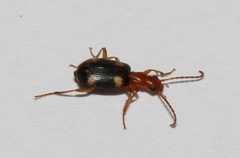 Brachinus exhalans