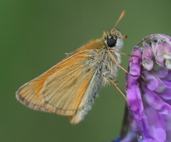 Thymelicus sylvestris