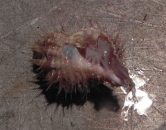 Fusitriton oregonensis