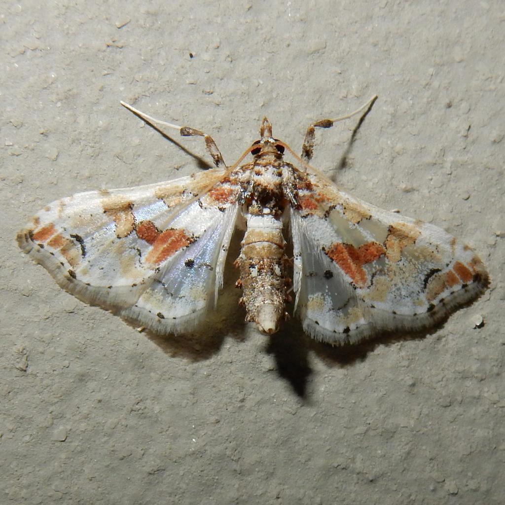 Leucinodes pseudorbonalis