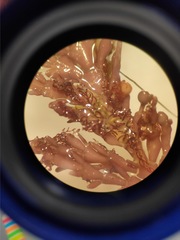 Ellisolandia elongata