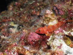Fin-Spot Triplefin photo 4