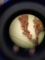 Ellisolandia elongata