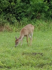 Odocoileus virginianus