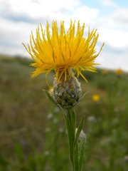 Centaurea chartolepis