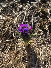 Pulmonaria angustifolia