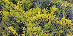 Nitraria billardierei