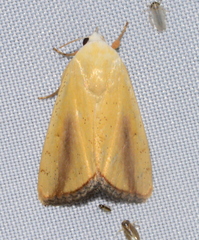 Xanthodes congenita