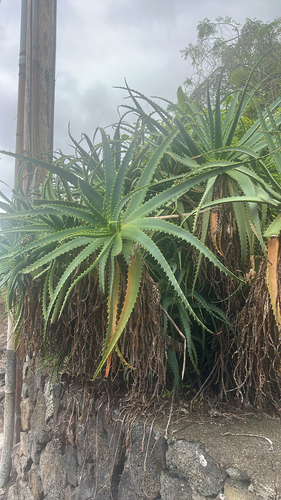 Aloe arborescens observed 2026-05-12