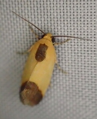 Acontia thapsina