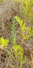 Nitraria billardierei
