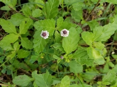 Phyla nodiflora