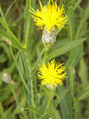 Centaurea chartolepis