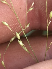 Panicum coloratum