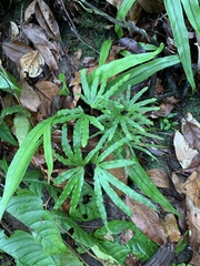 Lygodium longifolium