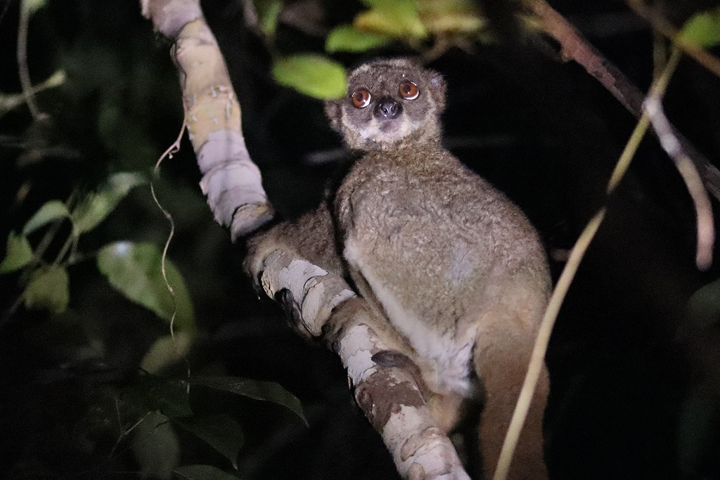 Bemaraha Woolly Lemur