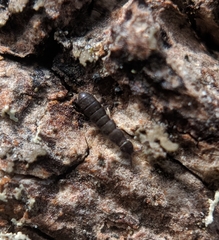 Anurophorus