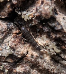 Anurophorus