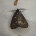 Elaphristis anthracia - Photo (c) Damon Tighe, some rights reserved (CC BY-NC), uploaded by Damon Tighe