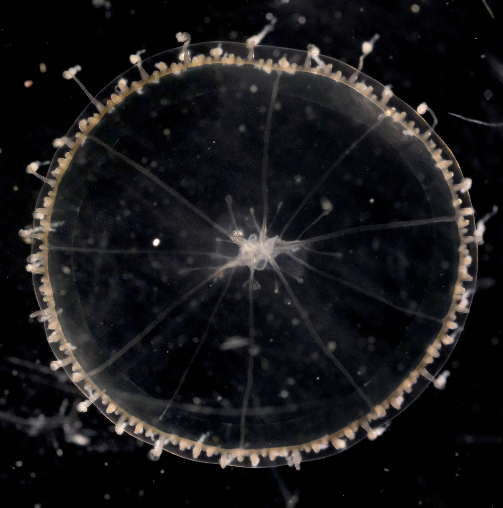 Dipleurosoma typicum