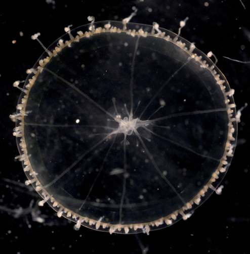Dipleurosoma typicum