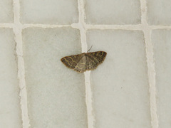 Idaea costiguttata