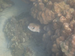 Diodon hystrix