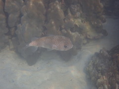 Diodon hystrix