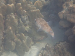 Diodon hystrix