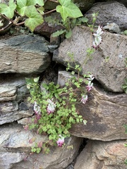 Fumaria capreolata capreolata