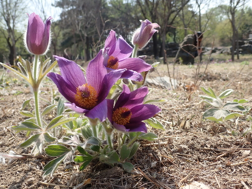Pulsatilla chinensis (Pulsatilla chinensis)