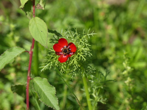 Adonis annua, photograph 6
