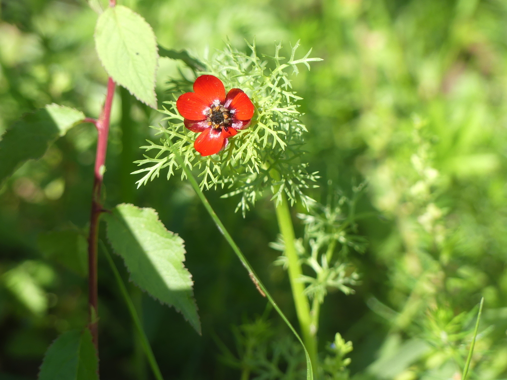 Adonis annua; photograph (c) DDutrey, some rights reserved (CC BY)