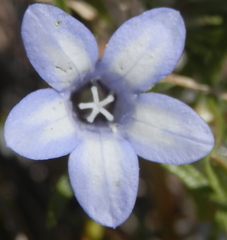 Microcodon