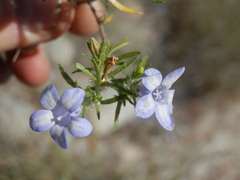Microcodon