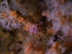 Phyllodesmium