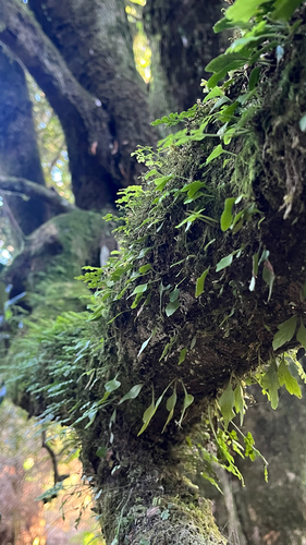 Asplenium trilobum, 2026-05-11