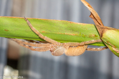 Neosparassus salacius