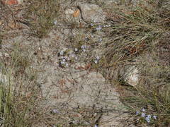 Microcodon