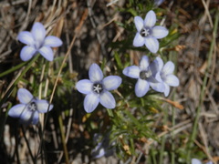 Microcodon