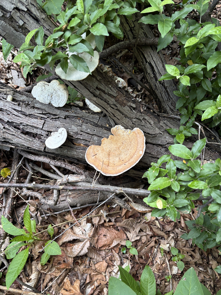 Trametes aesculi · May 2026 · photo: Photo: no rights reserved · iNaturalist