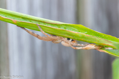 Neosparassus salacius
