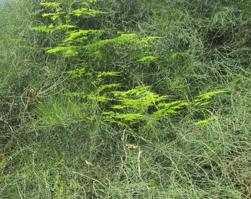 Asparagus setaceus