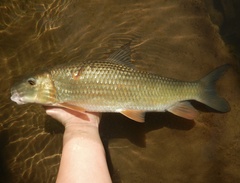 Golden Redhorse photo 2