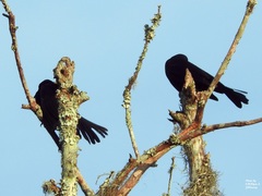 Quiscalus major