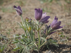 Pulsatilla chinensis