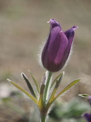 Pulsatilla chinensis