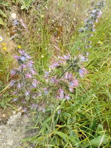 Echium lusitanicum, photograph 5
